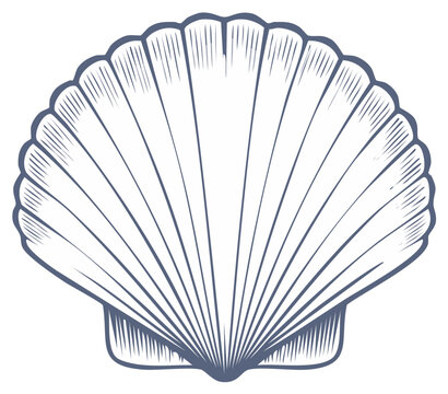 Vintage seashell illustration with engraved style outline.