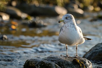 Fototapeta premium Juvenile seagull standing on rock in shallow river at sunset
