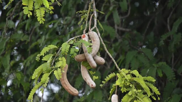 tamarind fruit close up view.
