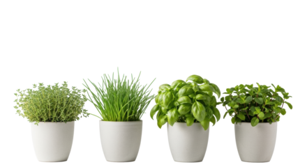 Four vibrant potted thyme, chives, basil, and mint herbs in clean beige ceramic pots against a transparent studio background with copy space, concept of home-grown culinary freshness