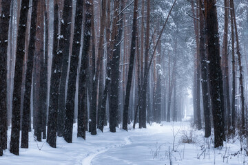 Fototapeta premium Snowy forest path in winter pine woods during snowfall. Tall trees covered with snow, cold winter landscape, quiet nature scene, frosty weather, serene and atmospheric woodland.