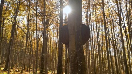 A huge, spherical tumor grew on a beech tree. The analogy with a human tumor is cancer, a dangerous disease.