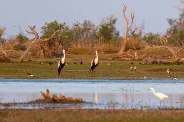 Obraz premium Pair of Wattled cranes standing in front of a small pool during sunset in Moremi Game Reserve, Botswana
