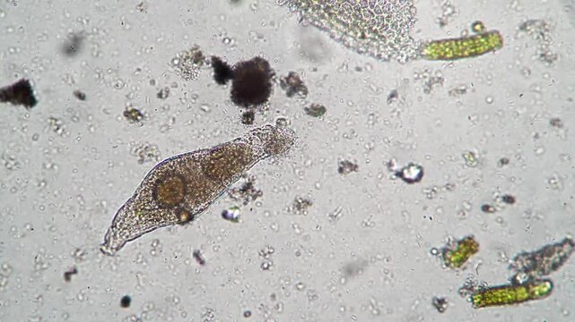 Bacteria and Germ Cells Close-Up Microscopic Visualization