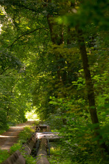 Obraz premium sunlit green woodland path with bench beside narrow stream, dappled sunlight filtering through dense canopy creating lush, peaceful atmosphere mosscovered logs, leafy understory and shaded