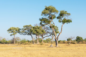 Obraz premium A dry savanna with some trees during a hot evening in Moremi Game Reserve, Botswana