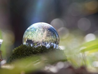 エコイメージ-ガラスの木と森のキラキラ背景