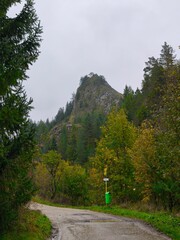 This captivating vertical photograph showcases a winding mountain trail in the heart of a lush forest during the early autumn season. The composition features a dirt path in the foreground that guides
