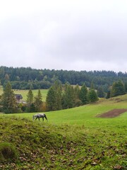 This vertical landscape captures a peaceful moment of a dapple gray horse grazing freely on a vibrant green hillside. The composition features a textured foreground of autumn leaves, leading the eye