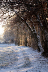 road and trees in winter towards the bachlight of the sunset with clouds and blue sky in a rural area and natural preserve in Lauterach in Vorarlberg Austria