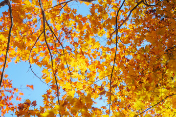 常照寺の紅葉の風景