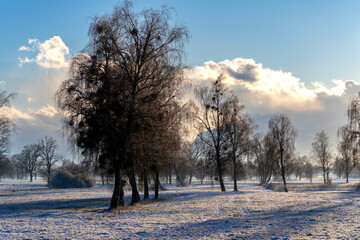 trees in winter in evening light with clouds and blue sky in a rural area and natural preserve in Lauterach in Vorarlberg Austria