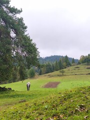 This vertical landscape photograph captures a peaceful moment in a rural countryside. A dappled horse stands quietly grazing on a vibrant green rolling hill, which features a small rectangular patch