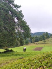 This vertical landscape photograph captures a peaceful moment in a rural countryside. A dappled horse stands quietly grazing on a vibrant green rolling hill, which features a small rectangular patch