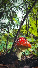 This captivating low-angle photograph features a classic Amanita muscaria, commonly known as the fly agaric, standing out against the earthy tones of a forest floor. The mushroom's iconic bright red