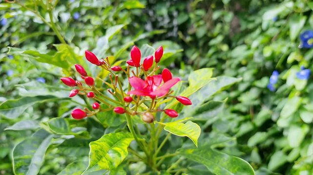 Closeup view of red Peregrina flower surrounded by lush green leaves in home garden