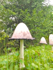 This low-angle photograph captures a cluster of Coprinus comatus, commonly known as shaggy ink cap mushrooms, growing in a vibrant green lawn. The composition features a row of three fungi, with the