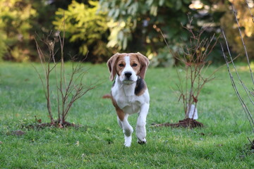 Happy Beagle dog puppy running fast towards camera in green garden with flying ears, energetic tricolor pet having fun outdoors in spring nature, cute active animal action shot, blurred background