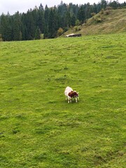 This serene vertical photograph captures a mother cow and her calf standing peacefully in a vast, vibrant green meadow. The composition features the animals in the lower-middle ground, emphasizing the