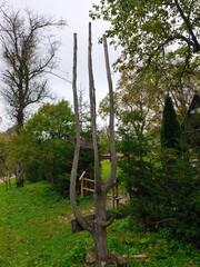 This vertical-format photograph features a striking, weathered wooden sculpture resembling a giant trident or a three-pronged fork, crafted from a natural tree trunk. Positioned as a focal point in a