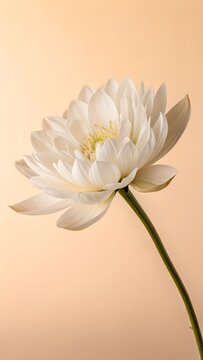 Single white flower isolated, creamy soft background, subtle warm tones, studio soft lighting, clean minimal composition, refined elegance, premium wallpaper look, ultra HD quality, no text, no waterm