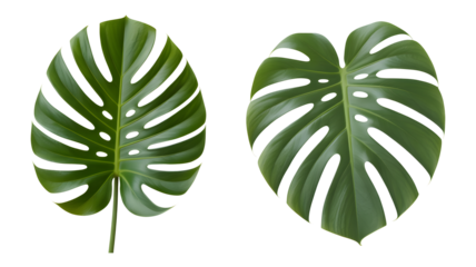 Set of four tropical green leaves with unique vein patterns and holes, exotic foliage collection isolated on white PNG.