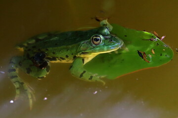 Fototapeta premium Frosch sitzt auf einem Seerosenblatt