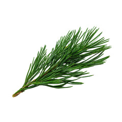 Fresh green pine tree branch with needles isolated on white background. Natural evergreen twig for Christmas decoration, winter holiday design and nature concept