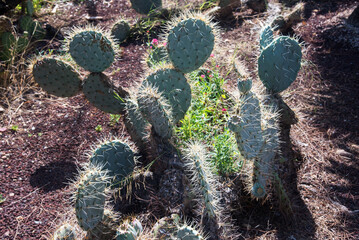 cactus dans le jardin exotique de Ponteilla dans les Pyr&eacute;n&eacute;es Orientales en France