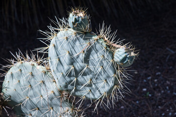 cactus dans le jardin exotique de Ponteilla dans les Pyr&eacute;n&eacute;es Orientales en France