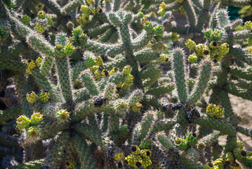 cactus dans le jardin exotique de Ponteilla dans les Pyr&eacute;n&eacute;es Orientales en France