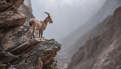 A solitary mountain goat stands firm on a snowy cliff framed by jagged peaks and alpine silence