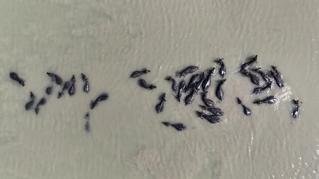 Aerial top view of water buffalo bathing in muddy river during extreme heat in Jamuna River Bangladesh