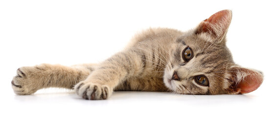 Cute tabby kitten lying on white background