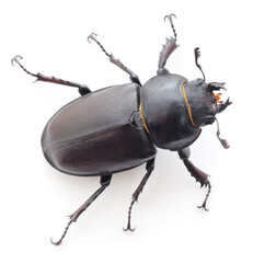 Female stag beetle Lucanus cervus isolated on white background