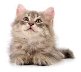 Fluffy grey kitten lying and looking up isolated on white background