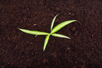 Small green sprout growing in dark soil background