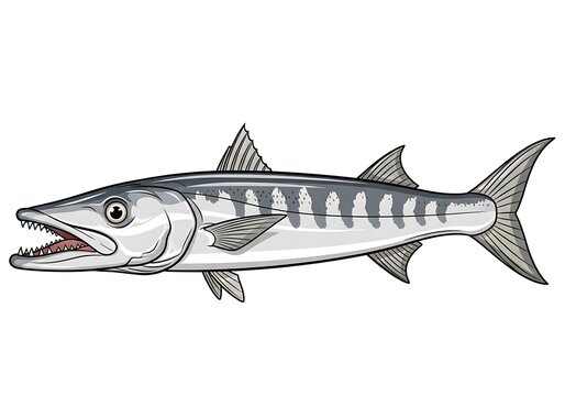 Elongated predatory saltwater fish with sharp teeth depicted in profile illustration
