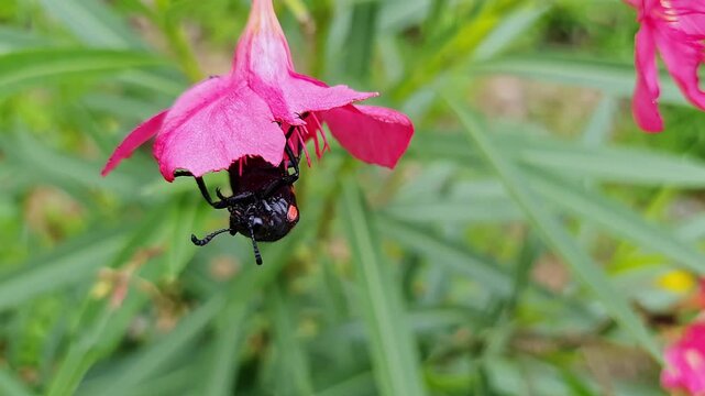 A macro shot of red Blister beetle eating or chewing pink flower at home garden