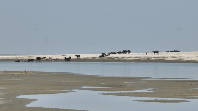 Buffalo herd standing on riverbank during low water season in Jamuna River, Bangladesh