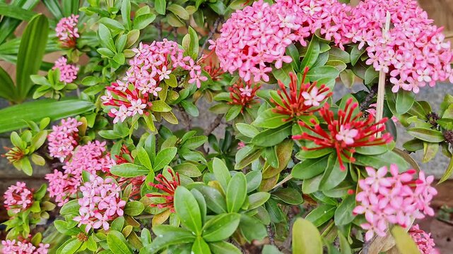 Sunlit pink ixora coccinea flower clusters blooming vibrantly in tropical garden natural beauty