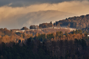 Autumnal mountain forest covered in light snow under a stormy sky. Dramatic contrast between golden larch trees and dark clouds in a seasonal highland landscape.