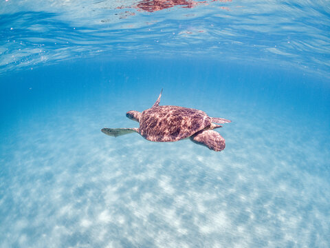 Sea Turtles Swimming Underwater &ndash; Loggerhead (Caretta Caretta) and Green Turtle