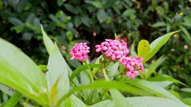a closeup view of Vibrant bunch of Panama Rose or Bush Penta in sunlight