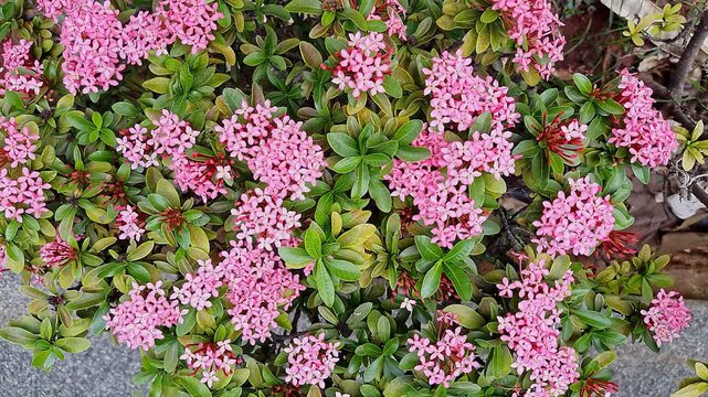 Sunlit pink ixora coccinea flower clusters blooming vibrantly in tropical garden natural beauty