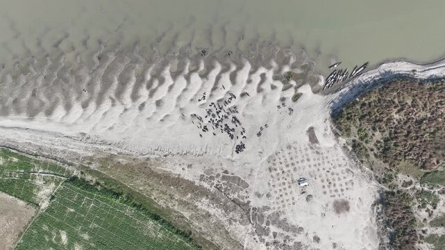 Aerial view of water buffalo herd on sandy river char beside farmland along Jamuna River in Bangladesh