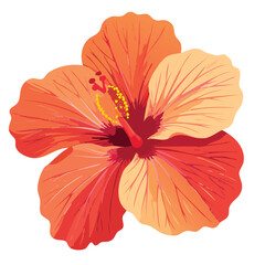 Vibrant orange hibiscus flower close-up © Shahida