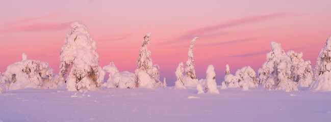 Majestic snowy spruce trees under a dramatic pink sunset sky in winter. Serene winter landscape with frozen trees and bright colorful horizon at twilight. Panoramic natural landscape. 
