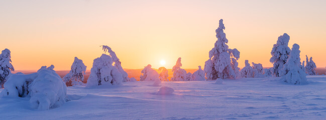 Majestic snowy spruce trees under a dramatic orange sunset sky in winter. Serene winter landscape with frozen trees and bright colorful horizon during sunset. Panoramic natural landscape. 