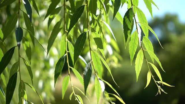 Close up of weeping willow tree leaves in sunlight.